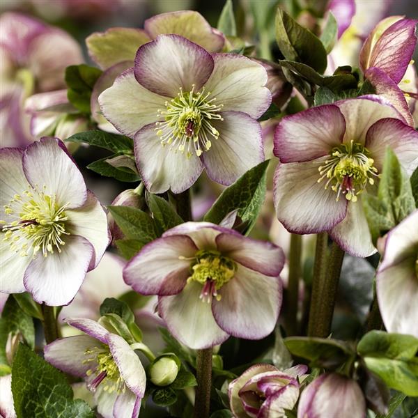 Helleborus x glandorfensis 'Maddy Marble' ~ HGC® Ice N' Roses® Maddy Marble Hellebore