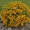 Coreopsis verticillata 'Curry Up' PP28521 ~ Sizzle & Spice® Curry Up Coreopsis