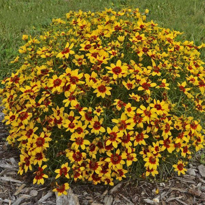 Coreopsis verticillata 'Curry Up' PP28521 ~ Sizzle & Spice® Curry Up Coreopsis