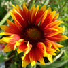 Gaillardia 'Copper Sun' ~ Spintop™ Copper Sun Blanket Flower