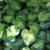 Hosta 'Paradigm' ~ Paradigm Hosta