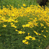 Coreopsis verticillata ~ Threadleaf Coreopsis