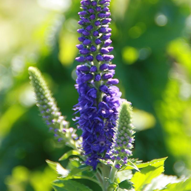 Veronica x 'Sunny Border Blue' ~ Sunny Border Blue Speedwell