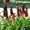 Pennisetum glaucum 'Jade Princess' ~ Jade Princess Ornamental Millet