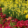 Erysimum cheiri 'Sugar Rush Primrose' ~ Sugar Rush™ Primrose Wallflower