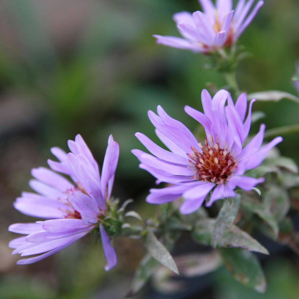 Aster Sign Aster dumosus 'Woods Blue' ~ Woods Blue Aster – Riverbend Nursery