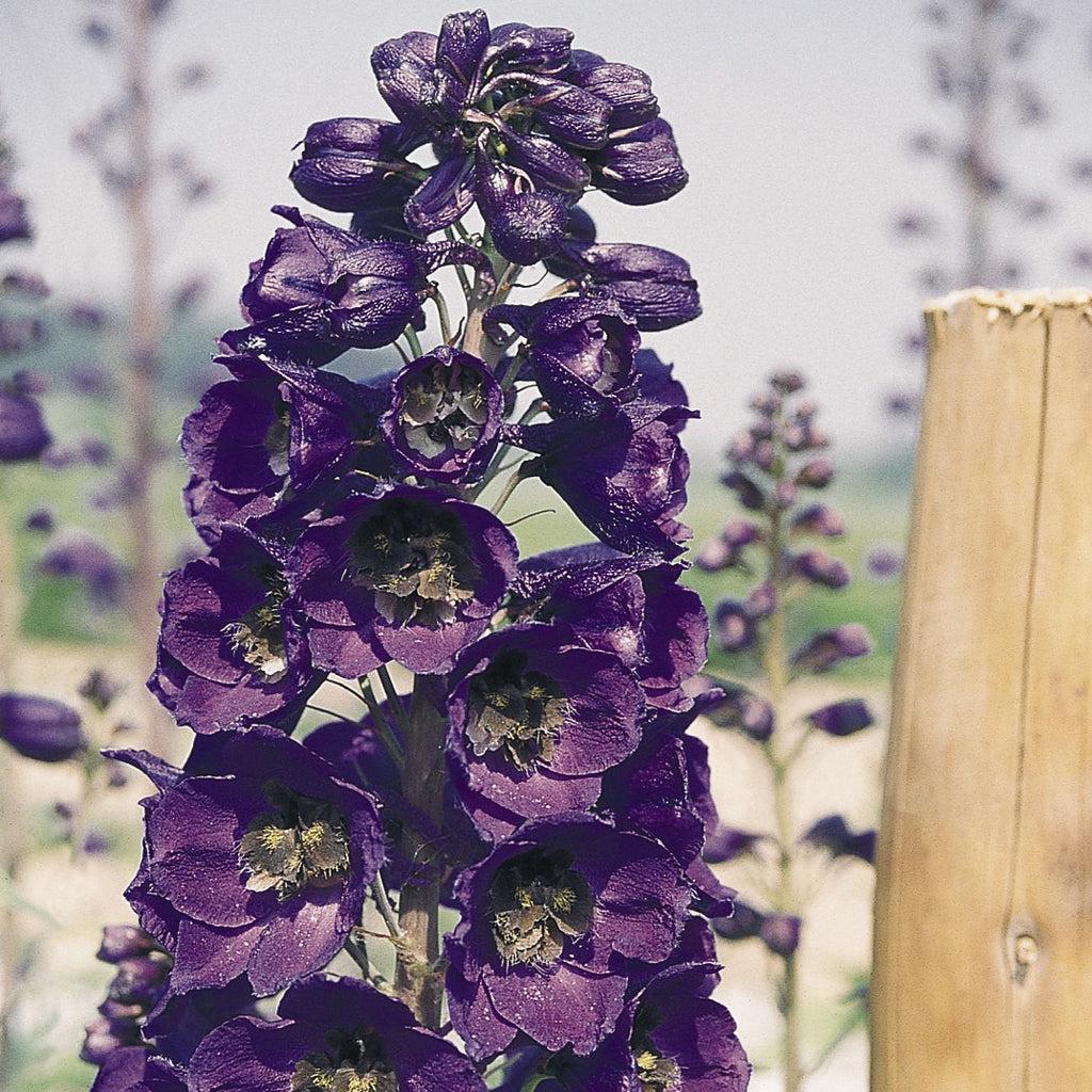 Delphinium elatum 'Pacific Giants Black Knight' ~ Pacific Giants