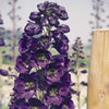 Delphinium elatum 'Pacific Giants Black Knight' ~ Pacific Giants Black Knight Delphinium