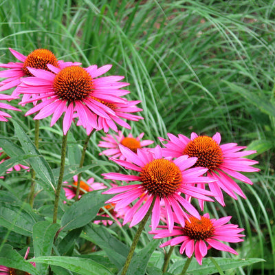 Echinacea purpurea 'Pica Bella' ~ Pica Bella Echinacea, Coneflower
