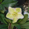 Helleborus x glandorfensis 'Coseh 5000' ~ HGC® Ice N' Roses® Picotee Hellebore