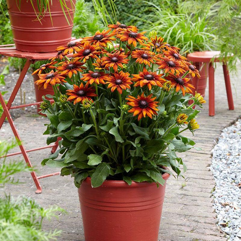 x echibeckia 'Summerina Orange' ~ Summerina® Orange Echibeckia