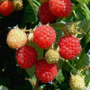 Rubus idaeus 'Encore' ~ Encore Raspberry