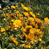 Coreopsis x 'Jethro Tull' ~ Jethro Tull Fluted Coreopsis