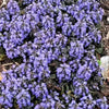 Ajuga pyramidalis 'Metallica Crispa' ~ Metallica Crispa Ajuga