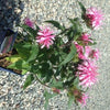 Monarda didyma 'Balbalmink' ~ Balmy™ Pink Bee Balm