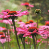 Echinacea 'Solar Flare' ~ Big Sky™ Solar Flare Coneflower