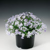Phlox subulata 'Emerald Cushion Blue' ~ Emerald Cushion Blue Creeping Phlox