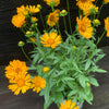 Coreopsis x 'Jethro Tull' ~ Jethro Tull Fluted Coreopsis