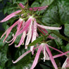 Campanula 'Pink Octopus' ~ Pink Octopus Bellflower