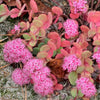 Sedum sieboldii ~ October Daphne Stonecrop
