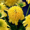 Echinacea 'Lemon' ~ Sunny Days™ Lemon Coneflower