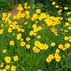Coreopsis grandiflora ~ Large Flowered Coreopsis