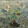 Helleborus x glandorfensis 'Coseh 5100' ~ HGC® Ice N' Roses® Dark Picotee Hellebore