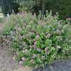 Lantana camara 'Ham & Eggs' ~ Ham & Eggs Lantana