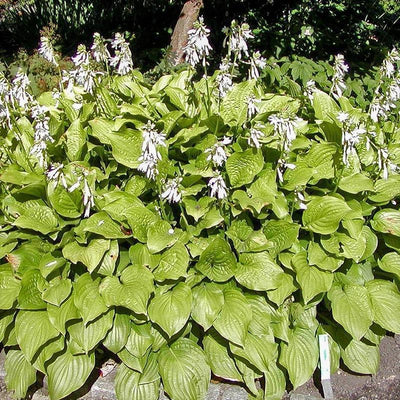 Hosta x 'Royal Standard' ~ Royal Standard Hosta