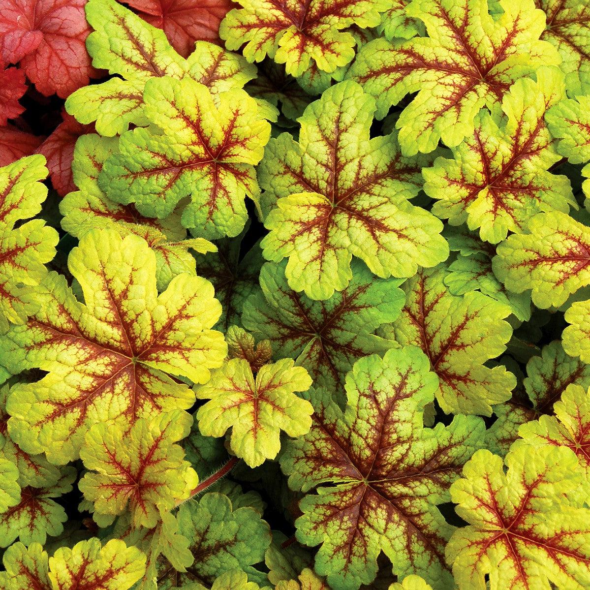 TERRA NOVA Heucherella Alabama Sunrise