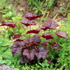 Heuchera 'Electric Plum' ~ Electric Plum Coral Bells