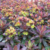 Euphorbia x martinii ‘Nothowlee’ ~ Sahara™ Blackbird Euphorbia