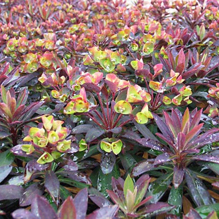 Euphorbia x martinii ‘Nothowlee’ ~ Sahara™ Blackbird Euphorbia