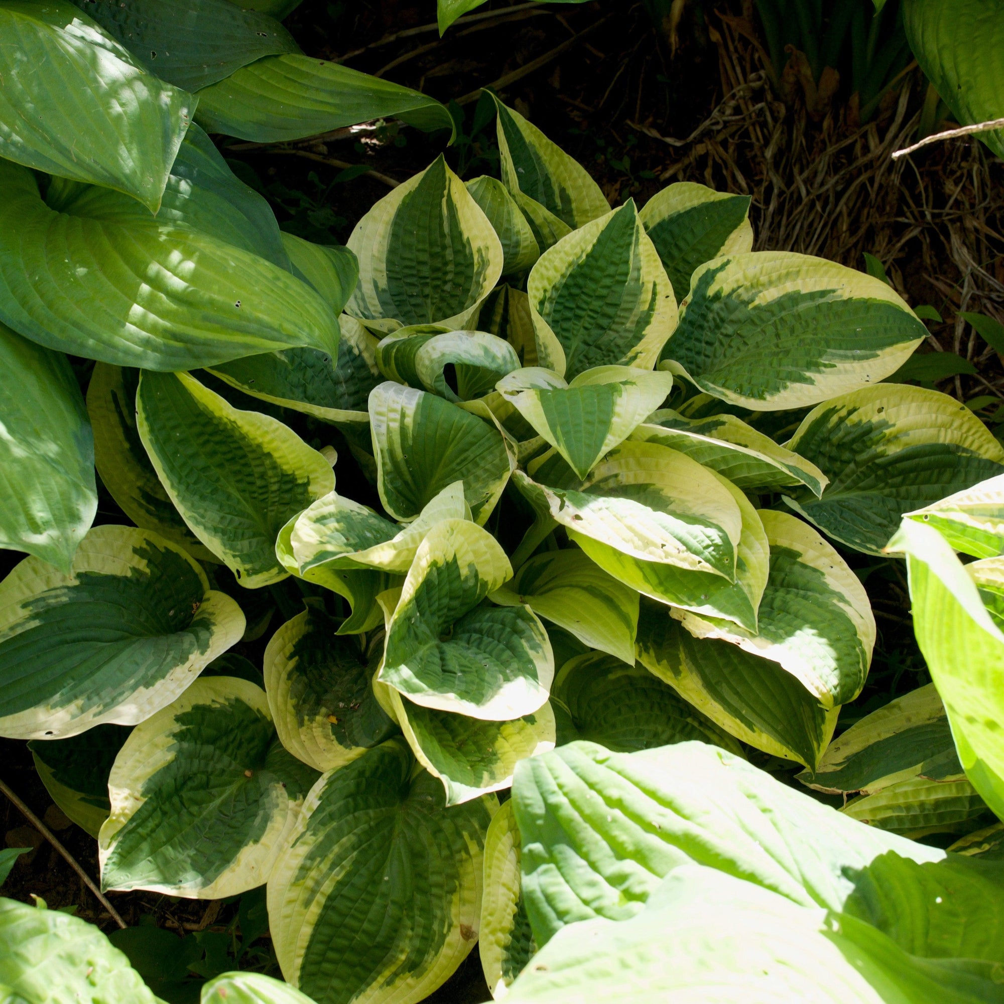 Hosta x 'Wide Brim' ~ Wide Brim Hosta – Riverbend Nursery