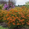 Coreopsis verticillata 'Crazy Cayenne' ~ Sizzle & Spice® Crazy Cayenne Coreopsis
