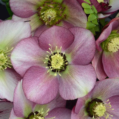 Helleborus 'Paris In Pink' ~ Honeymoon® Paris in Pink Lenten Rose