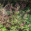 Heuchera 'Bressingham Hybrids' ~ Bressingham Hybrids Coral Bells