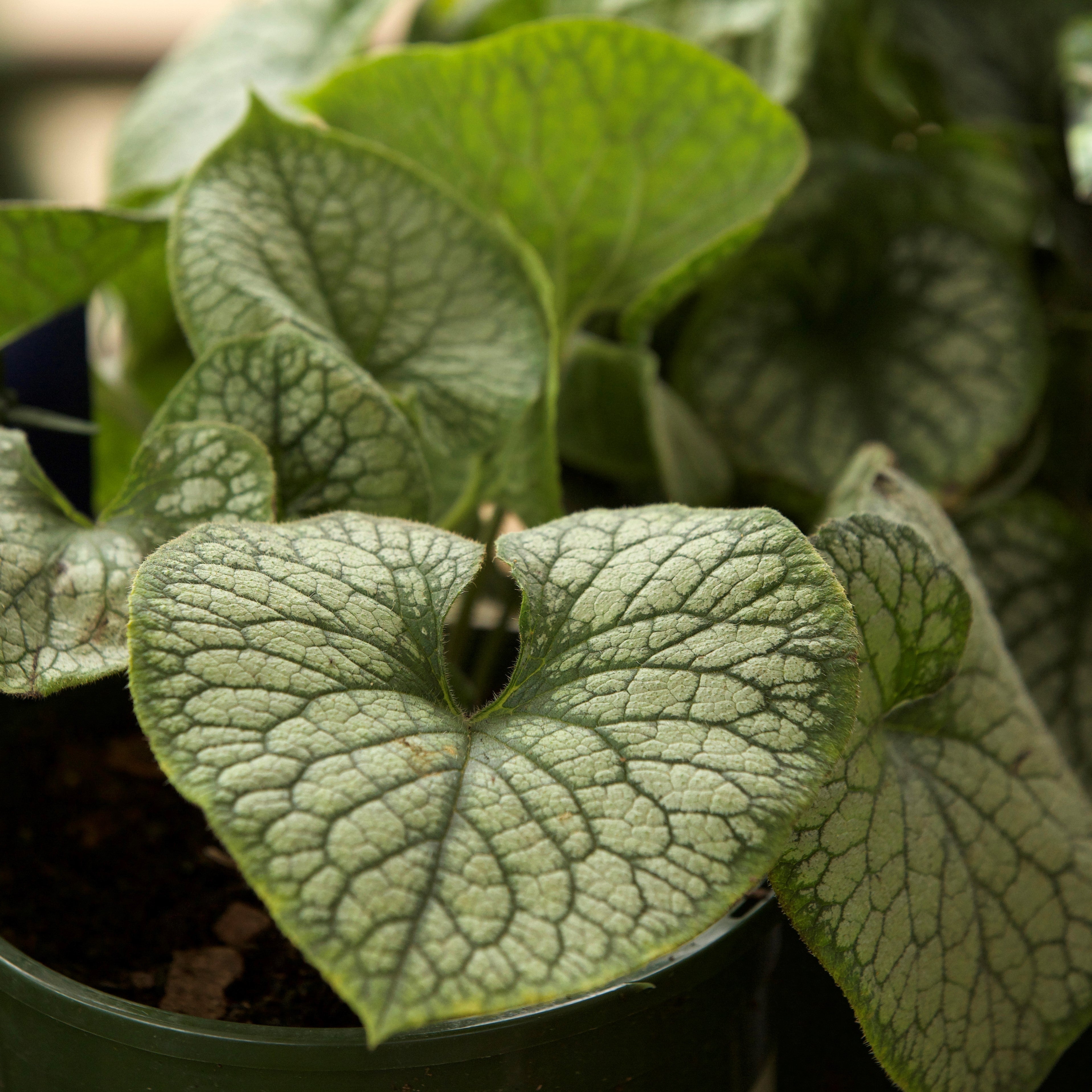 Brunnera macrophylla 'Jack Frost' ~ Jack Frost Siberian Bugloss