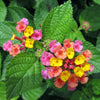Lantana camara 'Moni' ~ Confetti™ Spreading Lantana
