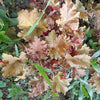 Heuchera x 'Marmalade' ~ Marmalade Coral Bells