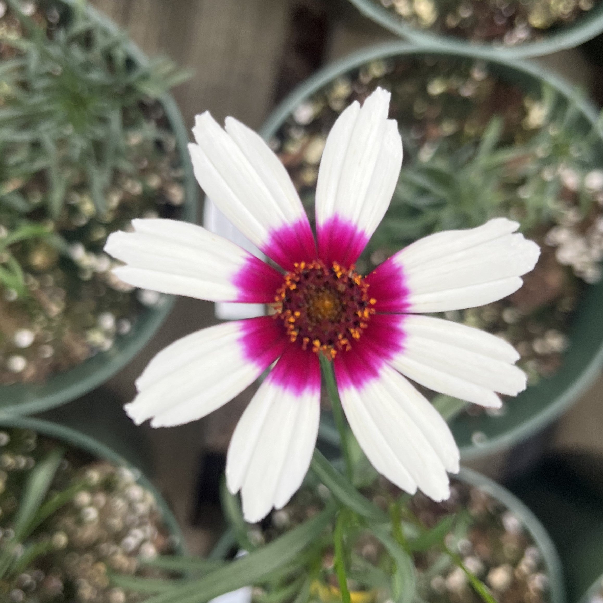 Coreopsis verticillata 'Zesty Zinger' ~ Sizzle & Spice® Zesty