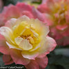 Rosa 'Chewnicebell' PP26532 ~ PW® Color Choice® OSO Easy Italian Ice® Rose