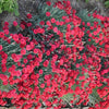 Dianthus 'Maraschino' ~ Fruit Punch® Maraschino Dianthus