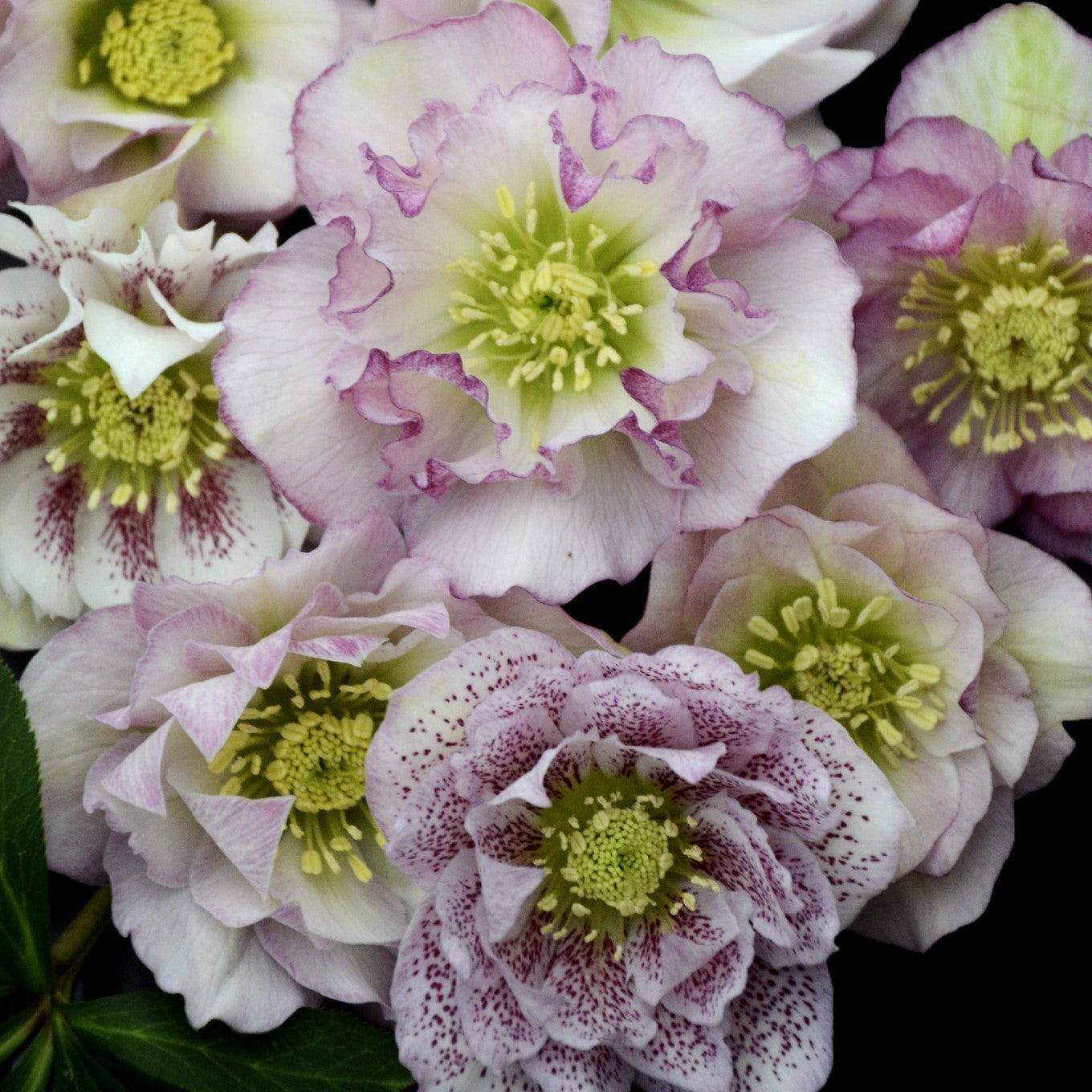 Helleborus 'Flower Girl' ~ Wedding Party® Flower Girl Lenten Rose