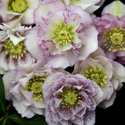 Helleborus 'Flower Girl' ~ Wedding Party® Flower Girl Lenten Rose