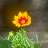 Coreopsis 'Baluptgonz' ~ Uptick™ Gold & Bronze Tickseed