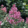Syringa x 'SMNSPH' USPP 35,93 ~ Bloomerang® Ballet™ Lilac