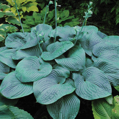 Hosta 'Humpback Whale' ~ Humpback Whale Hosta