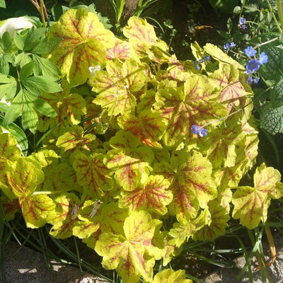 Heucherella 'Yellowstone Falls' ~ Falls™ Yellowstone Falls Foamy Bells