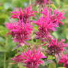 Monarda 'Bee-Merry' ~ Bee-You™ Bee-Merry Bee Balm